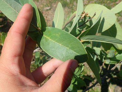 Annona aurantiaca, photographed by Tsssss