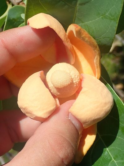 Annona aurantiaca, photographed by Tsssss