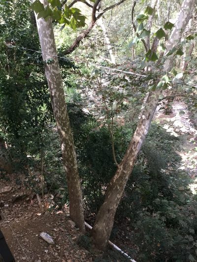 Platanus mexicana, photographed by Erick Vélez Sánchez
