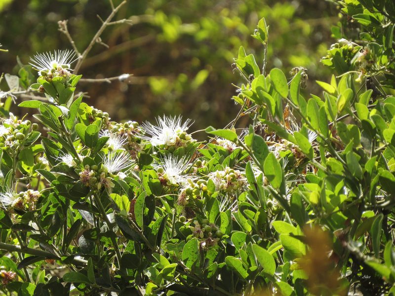 Calyptrotheca somalensis, photographed by Seig