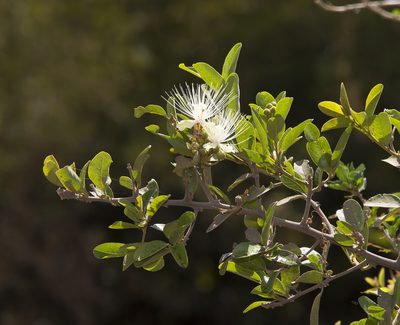 Calyptrotheca somalensis, photographed by Seig