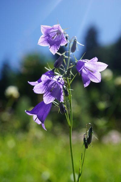 Campanula serrata, photographed by xulescu_g