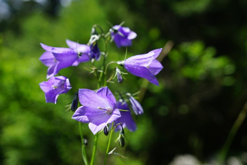 Campanula serrata, photographed by xulescu_g