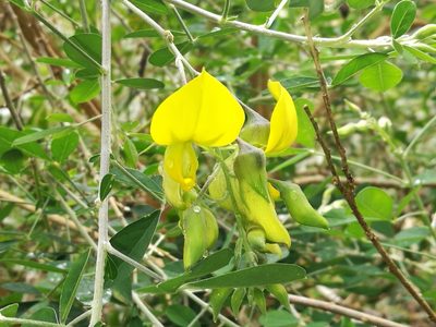 Crotalaria capensis, photographed by chrishorak