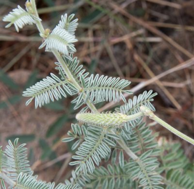 Dalea albiflora, photographed by Don Loarie