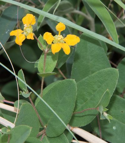 Aspicarpa hirtella, photographed by Don Loarie