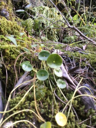 Peperomia bracteata, photographed by Erick Vélez Sánchez