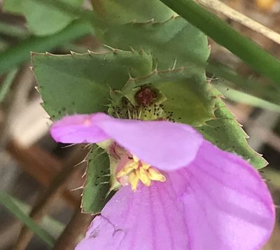 Rhexia nuttallii, photographed by gcschmidt911