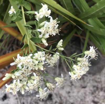 Sericocarpus tortifolius, photographed by gcschmidt911