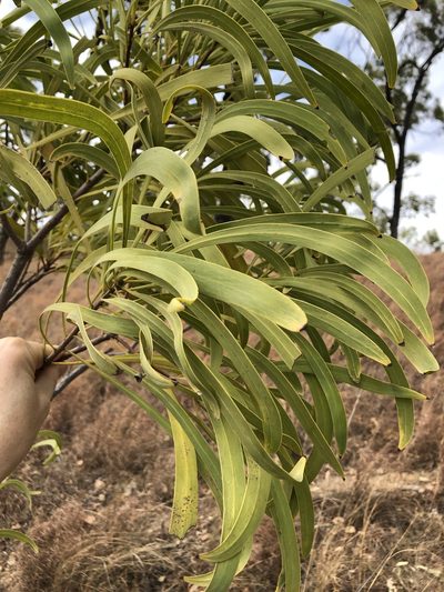 Persoonia falcata, photographed by elawrey