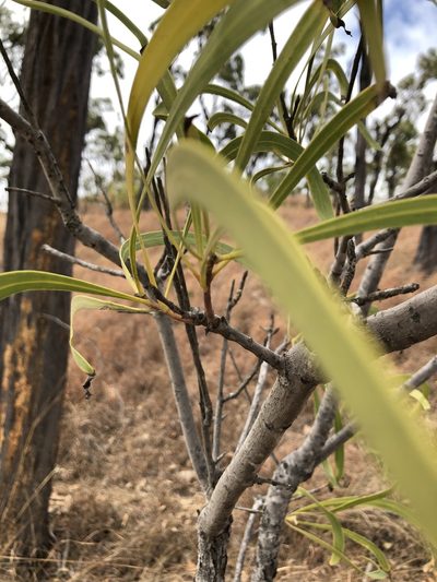 Persoonia falcata, photographed by elawrey