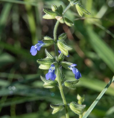 Salvia subincisa, photographed by Don Loarie