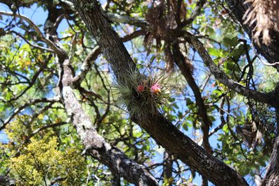 Tillandsia erubescens, photographed by Arturo Castro Castro