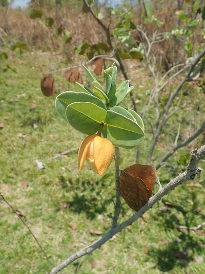Annona aurantiaca, photographed by Tsssss