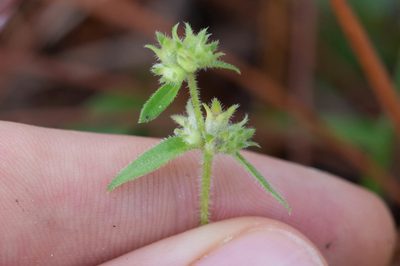 Edrastima uniflora, photographed by Nash Turley
