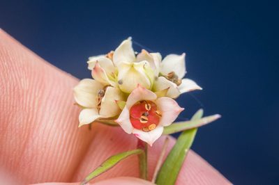 Ludwigia suffruticosa, photographed by Nash Turley