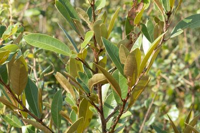 Persea humilis, photographed by Nash Turley