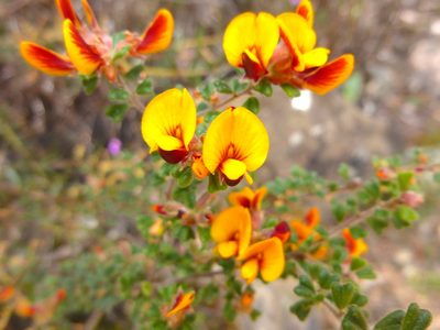 Pultenaea scabra, photographed by Kiri Bee