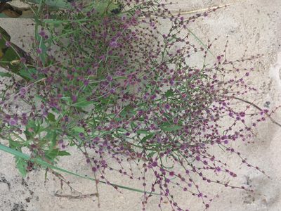 Dysphania atriplicifolia, photographed by Shawn Severance
