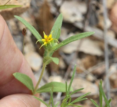 Melampodium longicorne, photographed by Scott Loarie
