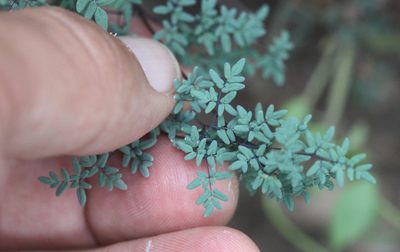 Argyrochosma limitanea, photographed by Scott Loarie