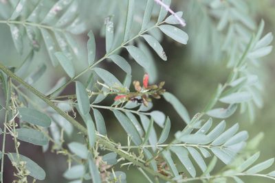 Indigofera sphaerocarpa, photographed by Scott Loarie