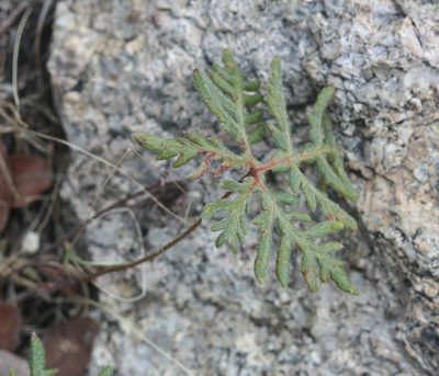 Bommeria hispida, photographed by Scott Loarie