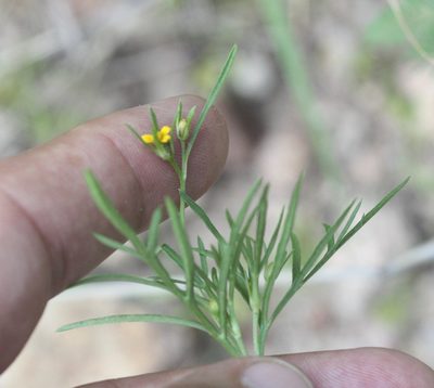 Heterosperma pinnatum, photographed by Scott Loarie
