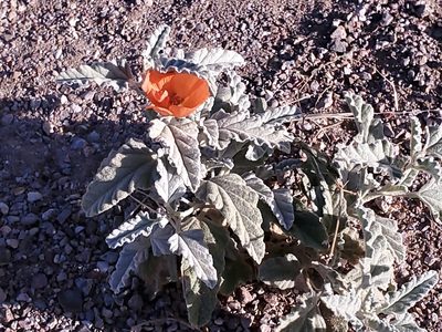 Sphaeralcea hastulata, photographed by Craig Martin
