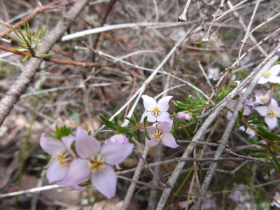 Boronia pilosa, photographed by Kiri Bee