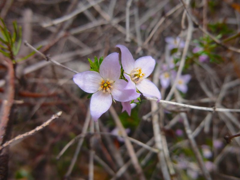 Boronia pilosa, photographed by Kiri Bee