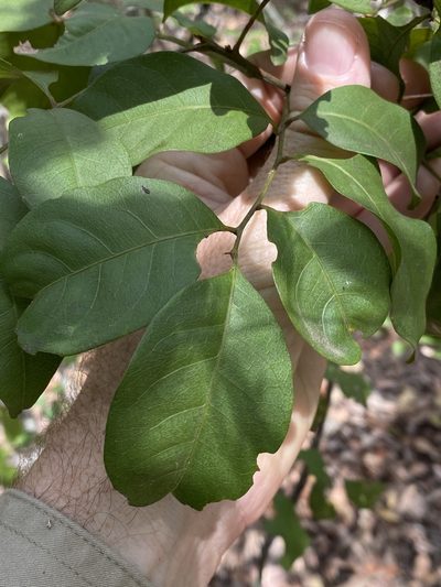 Alectryon reticulatus, photographed by Greg Tasney