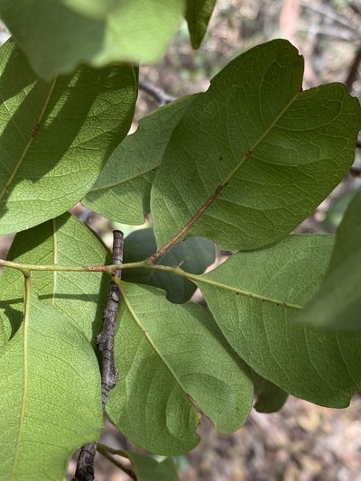 Alectryon reticulatus, photographed by Greg Tasney