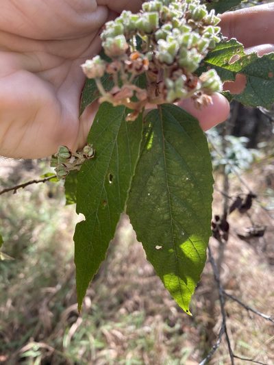 Seringia arborescens, photographed by Greg Tasney