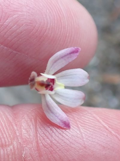 Caladenia pusilla, photographed by corunastylis