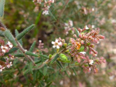 Leucopogon thymifolius, photographed by Kiri Bee