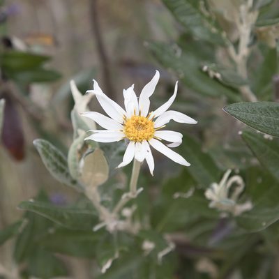 Olearia pannosa, photographed by Kym Nicolson
