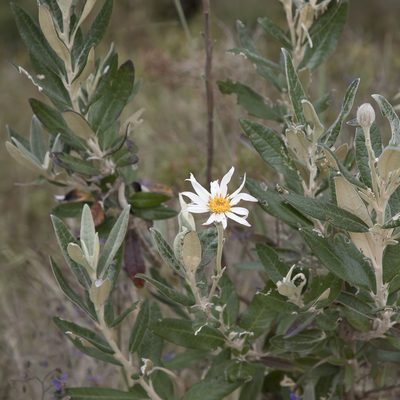 Olearia pannosa, photographed by Kym Nicolson