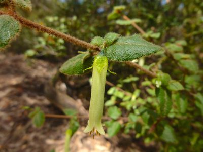 Correa aemula, photographed by Kiri Bee