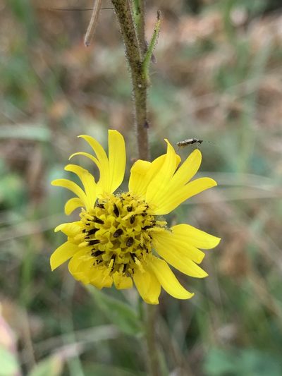 Kyhosia bolanderi, photographed by Leah Gardner