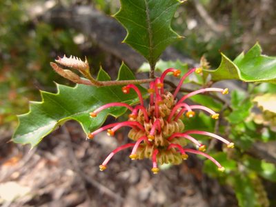 Grevillea aquifolium, photographed by Kiri Bee