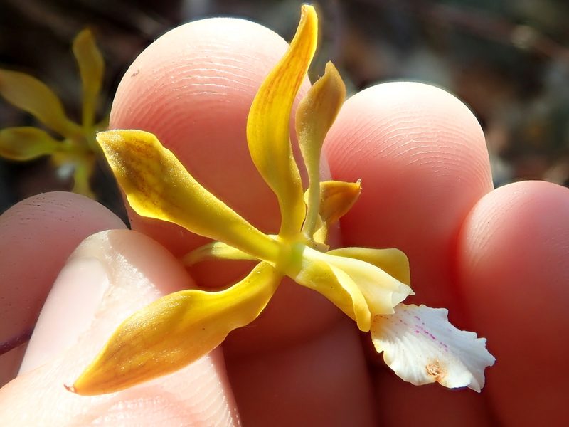 Encyclia gonzalezii, photographed by Tsssss