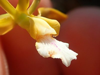 Encyclia gonzalezii, photographed by Tsssss