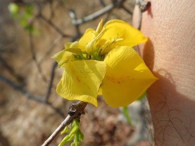Callisthene fasciculata, photographed by Tsssss