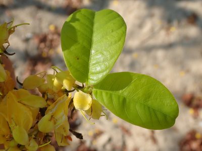 Callisthene fasciculata, photographed by Tsssss