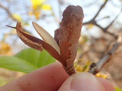 Callisthene fasciculata, photographed by Tsssss