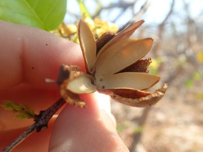 Callisthene fasciculata, photographed by Tsssss