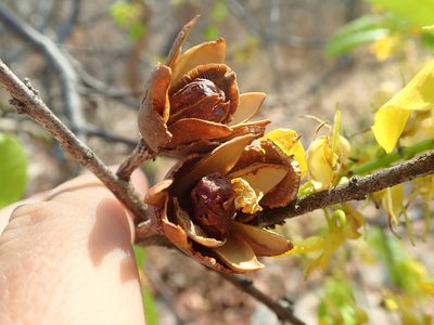 Callisthene fasciculata, photographed by Tsssss