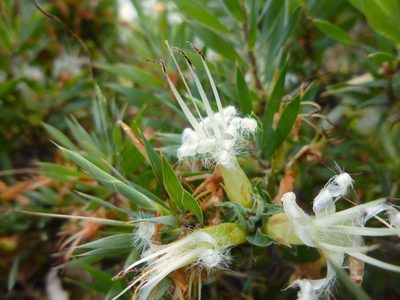 Styphelia adscendens, photographed by Kiri Bee