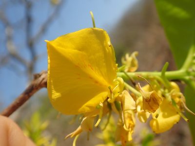 Callisthene fasciculata, photographed by Tsssss